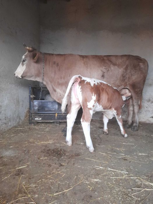 Vaca cu vitel de vanzare !