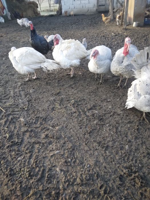 Vând curcani și curci de casă