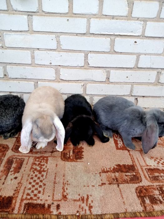 Продаются крольчата