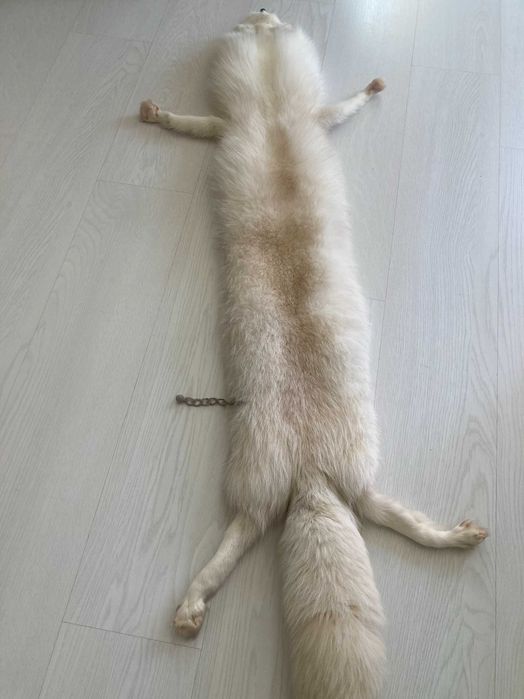 яка/кожа от сребърна лисица