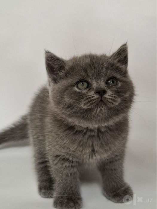 Шотландские  котята