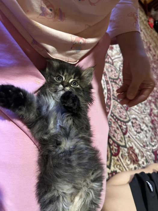 Продаётся котёнок