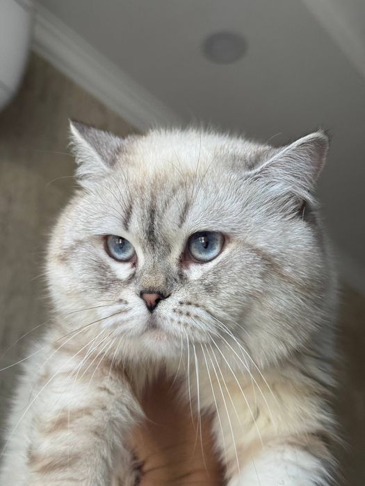 Вязка! Qiz mushuklarni taklif qilamiz. Mushuk tajribali