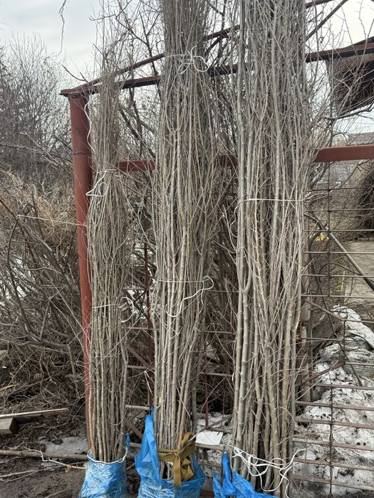 Продам вяз (карагач)