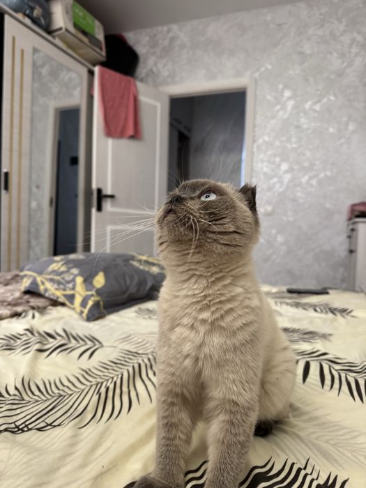 Чистокровный Скотиш фолд для вязки