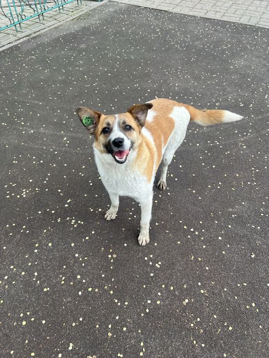 Собака, девочка.