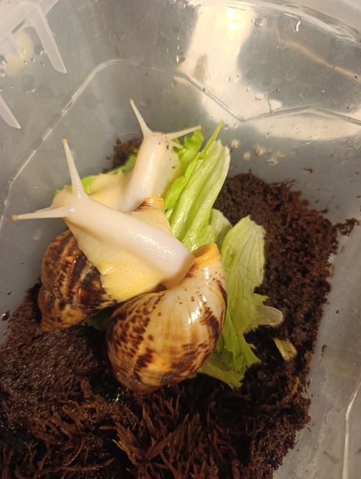 Продам улиток ахатинов