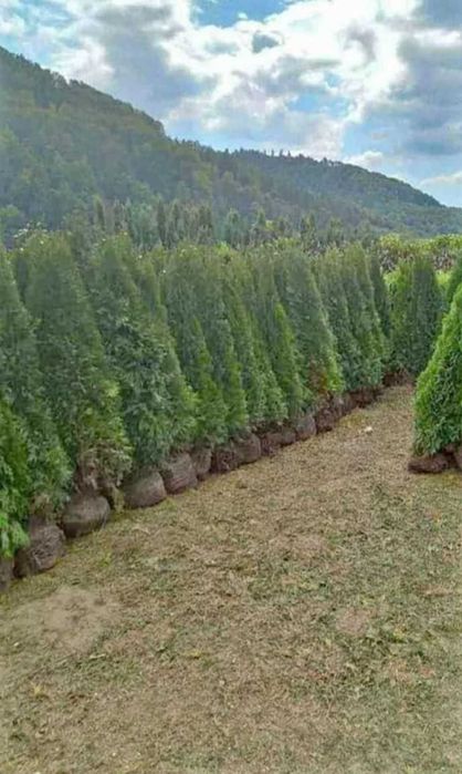 Plante Ornamentale pentru Decor Exterior