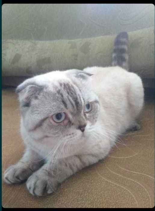 Британские котята 1 месяц