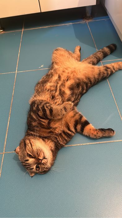 Вязка шотландского кота