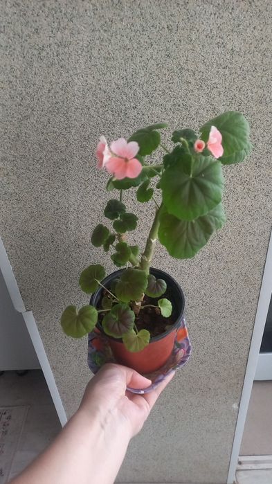 Комнатние растения