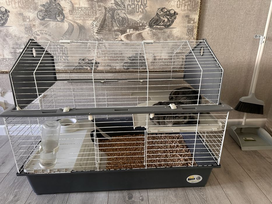 Продам шиншилл мальчика и девочку ( 1,5 года)