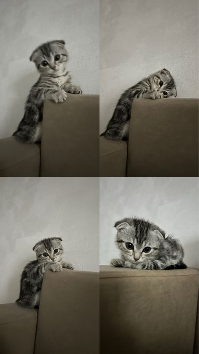 Трусиканы пениске үйкеу