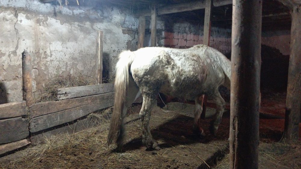 Продается кобыла