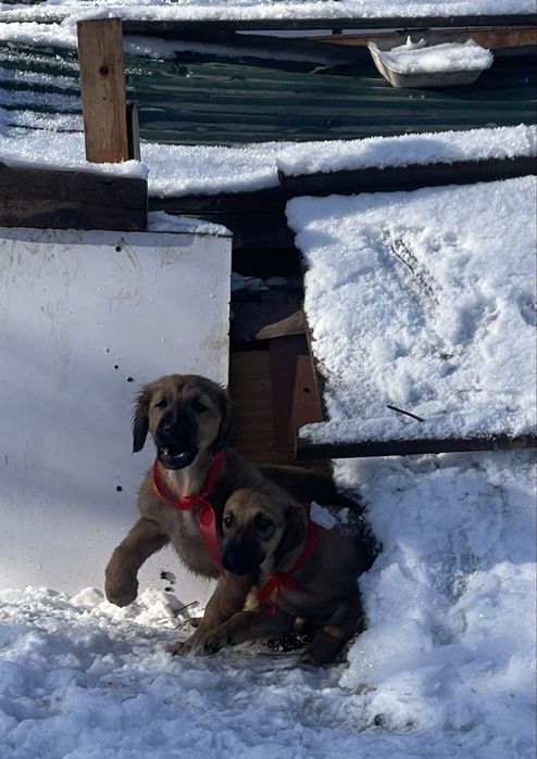 Продам щенков тазы(девочки)