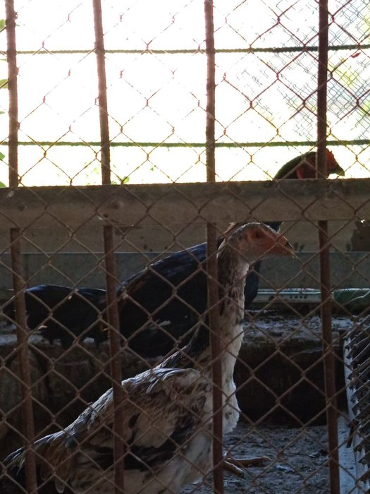 Куланги ва Брама