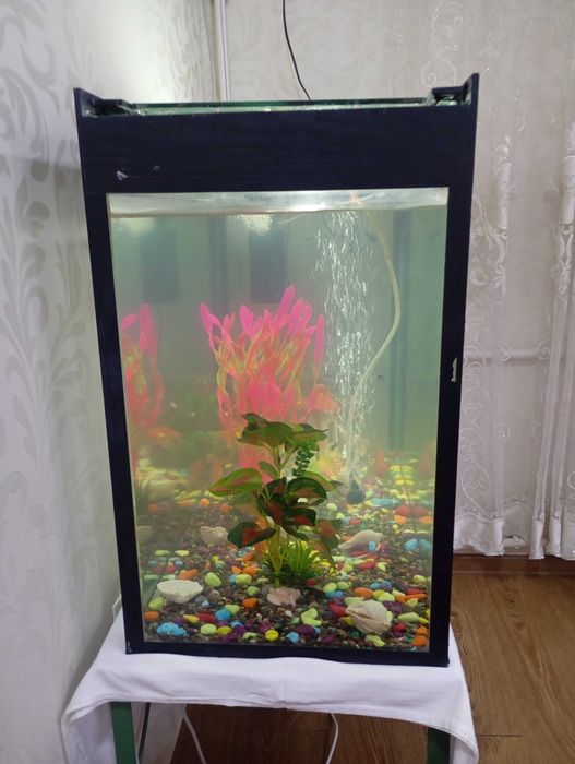 Аквариум ва баликлар