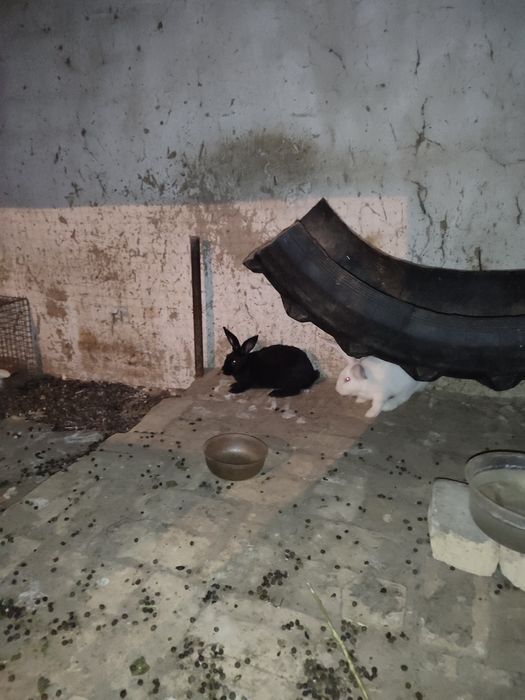 Quyonlar sotiladi oʻgʻil qiz 2tadan 7da