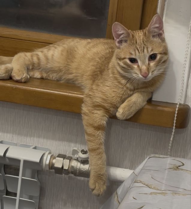 Молодой котик в добрые  руки ( кастрирован )