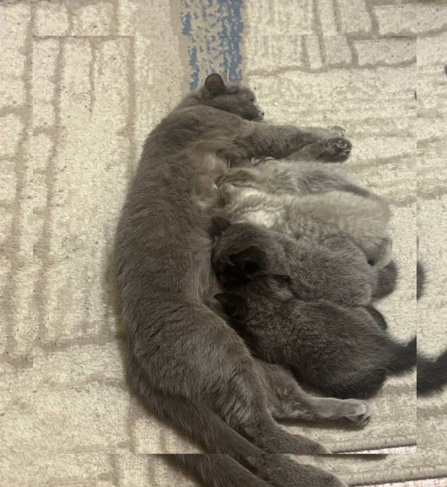 котята в заботливые руки