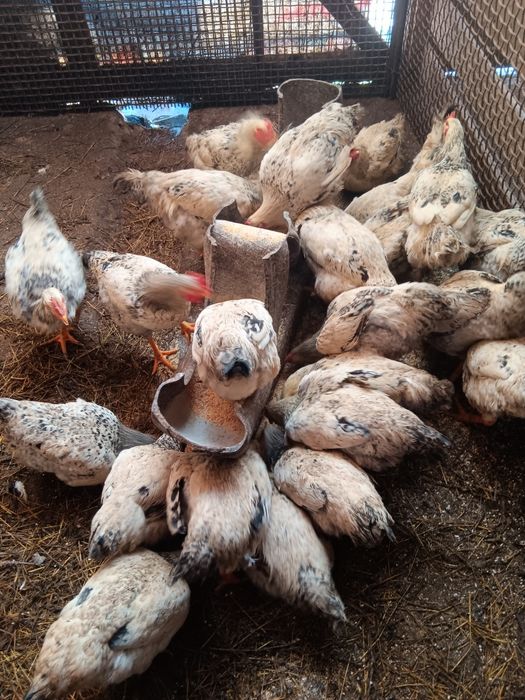 Cocosi Monaco Agroland