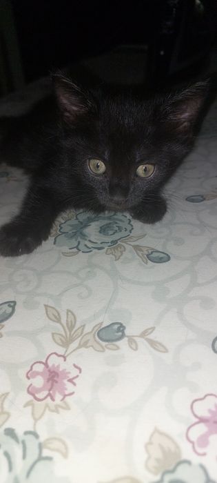 Котенок. Девочка.  15 июня рождения