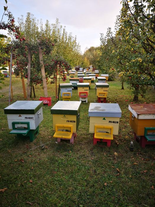 Miere de Albine de la Producător