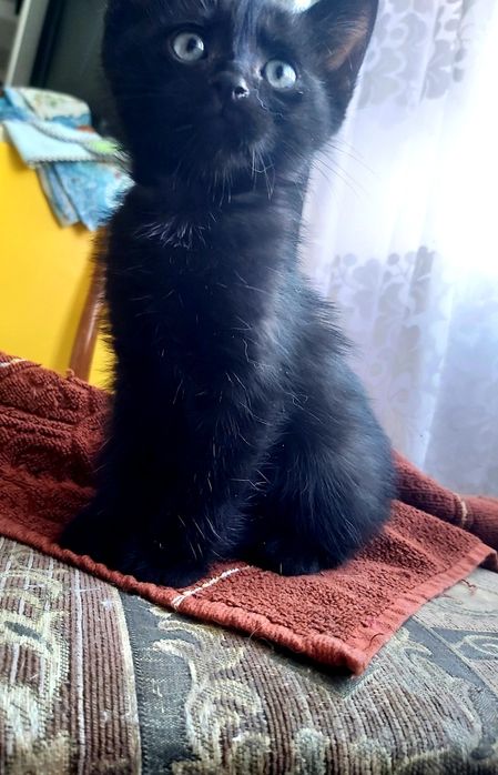 Котята ищут добрый дом и заботливые руки!