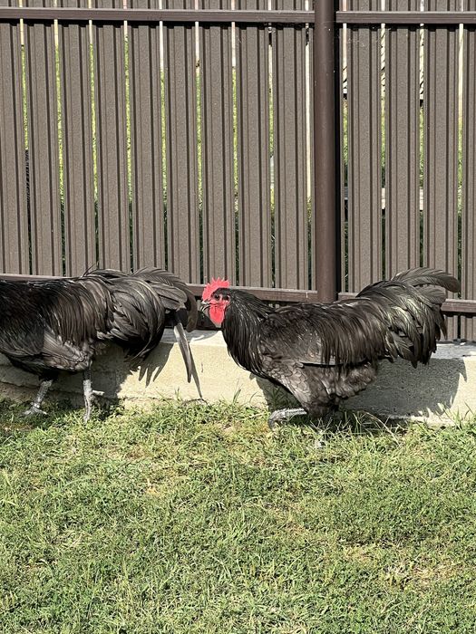 Cocosi australorp negru si albastru