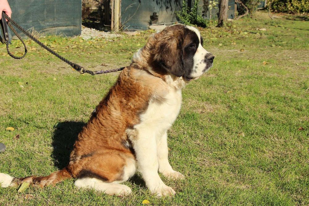 Момиче Санбернар