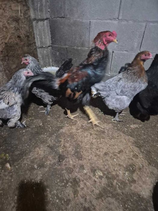 продам петуха пароды Дакан