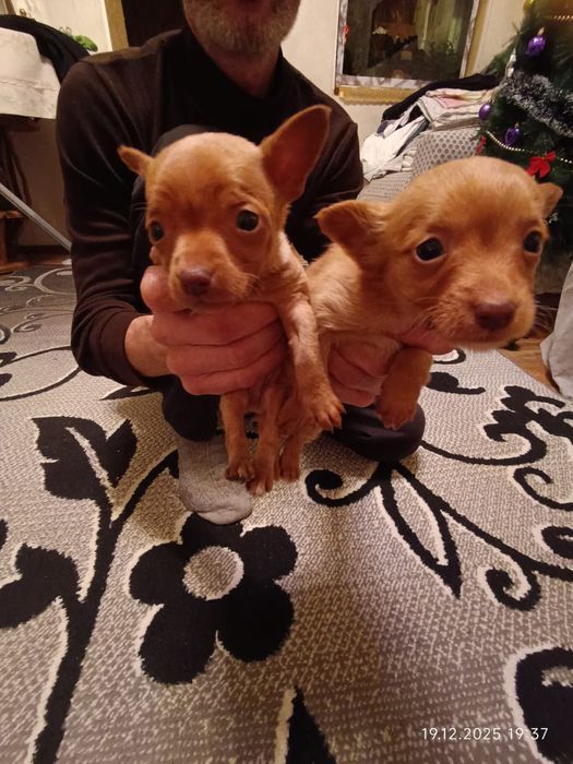 Продам щенков той-терерчиков