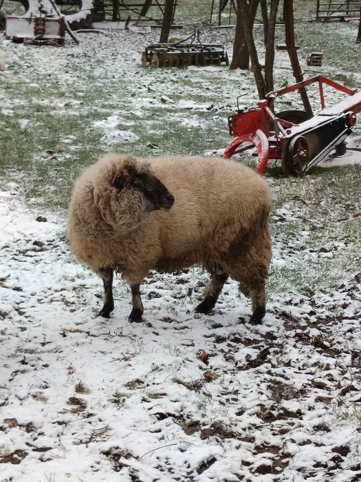 Vand berbec rasa suffolk