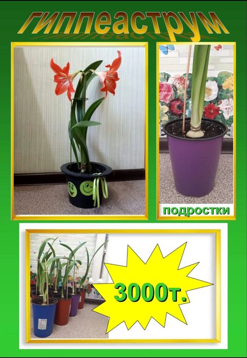 комнатные цветы гиппеаструм (амариллис)