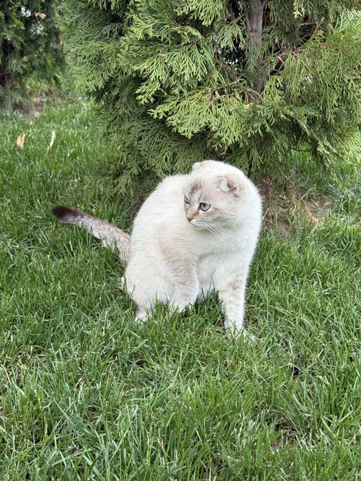 Кошка пародистая