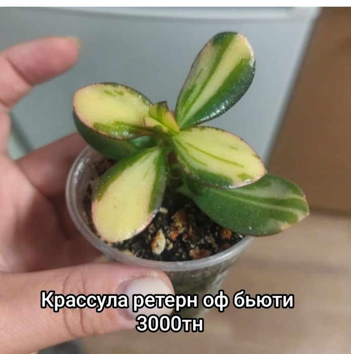 Комнатные   цветы