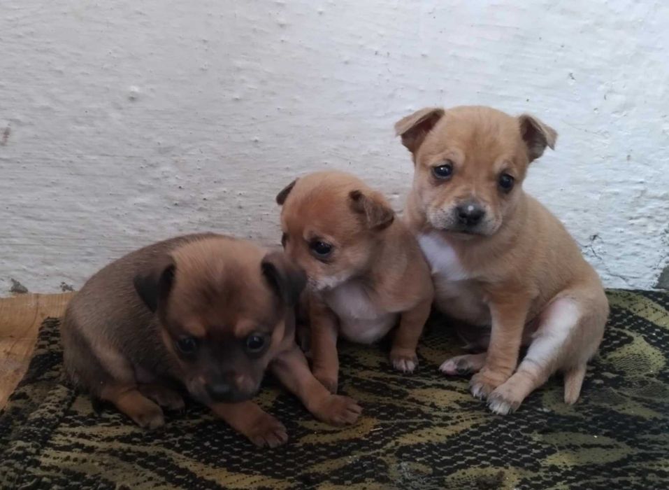 Пинчер            .