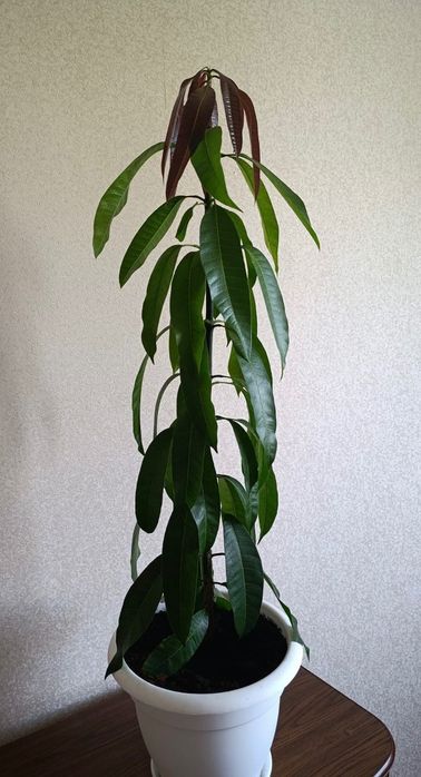 Дерево манго живое