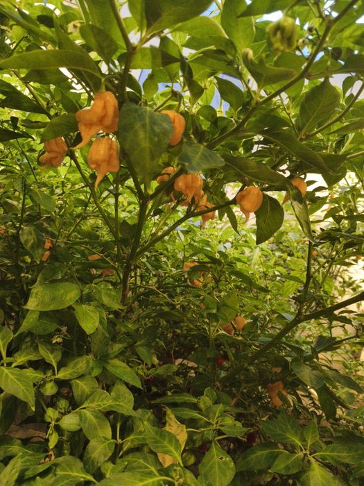 Продам перец Каролина Рипер