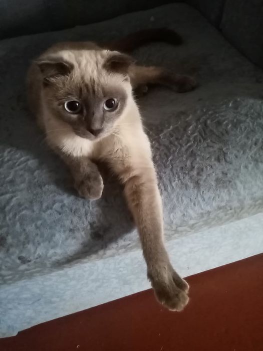 Отдам кошечку в хорошие руки