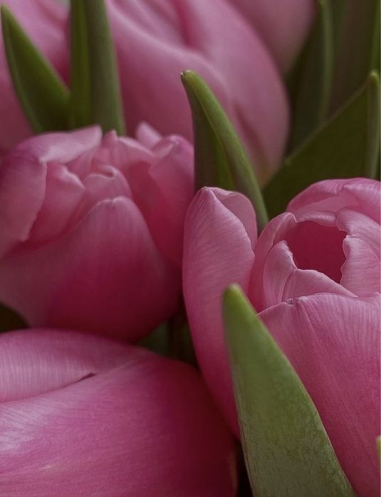 Тюльпан алдын ала тапсырыс қабылдаймыз