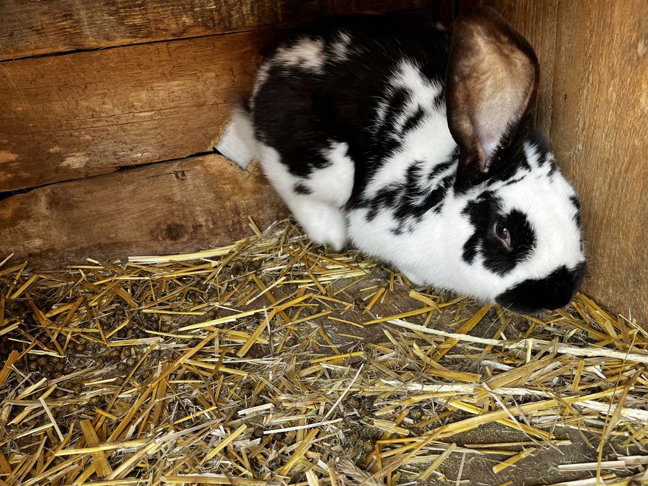 Vand iepuri berbec german si fluture german