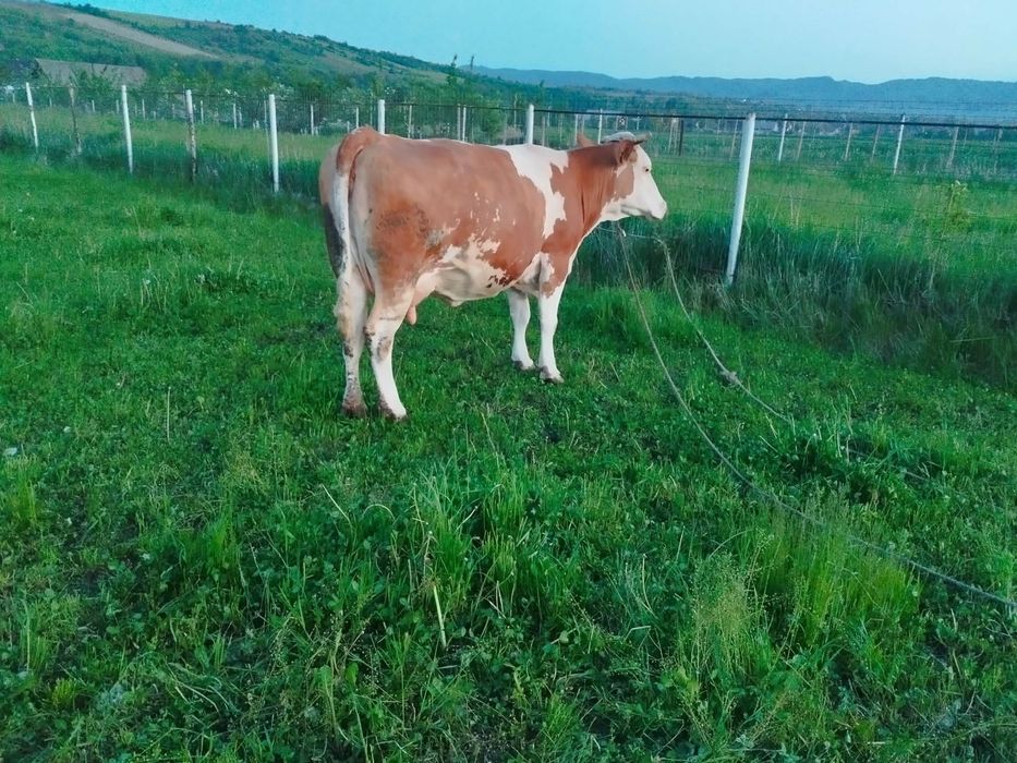 Vand   Vacă