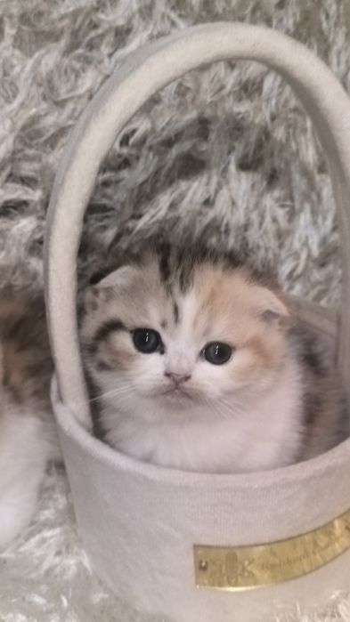 Животные и котята