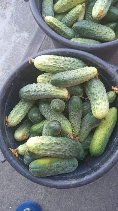 Продам огурцы домашние