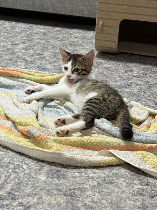 Котята в добрые руки город Алматы