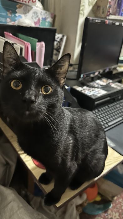 Шикарный Черный кот