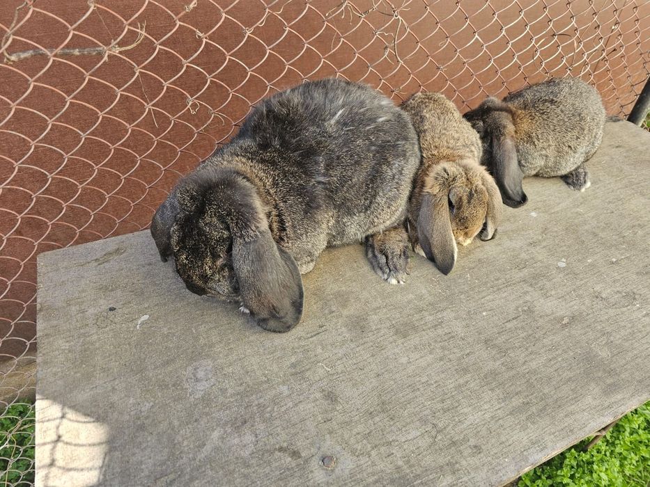 Iepuri marele berbec german