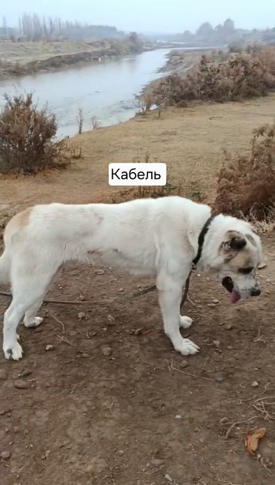 Продаются щенки среднеазиатской овчарки (алабая)