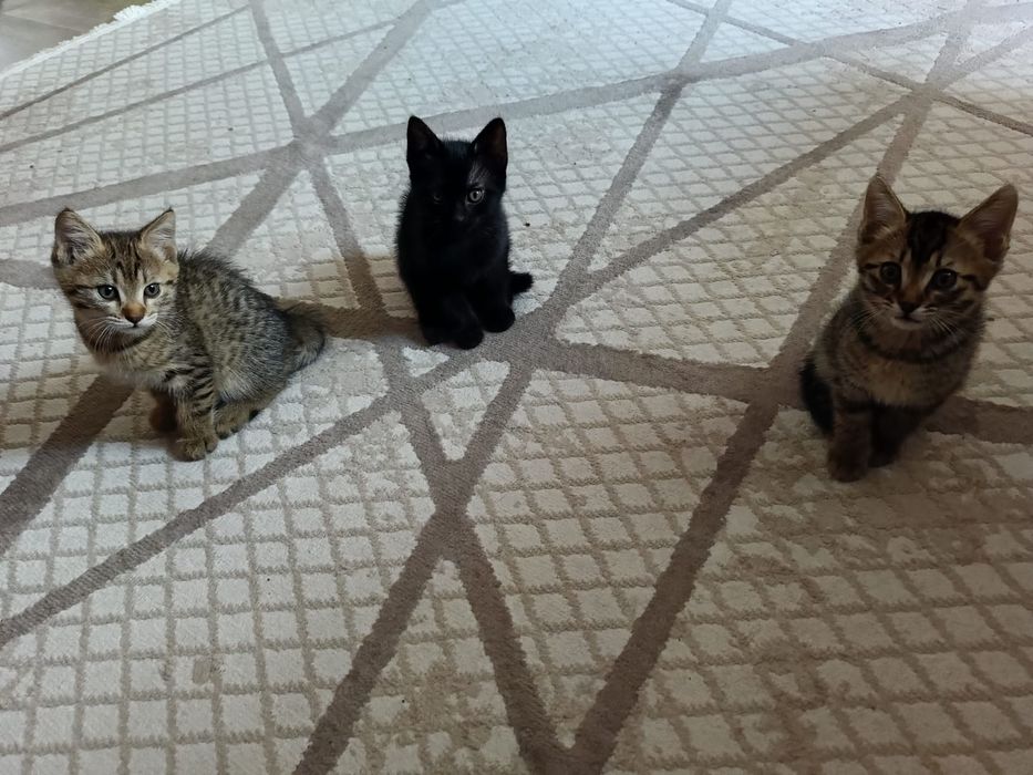 Отдам в хорошие руки